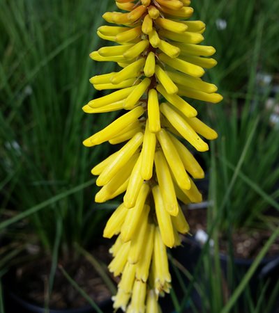 Red Hot Poker Rockette® Yellow